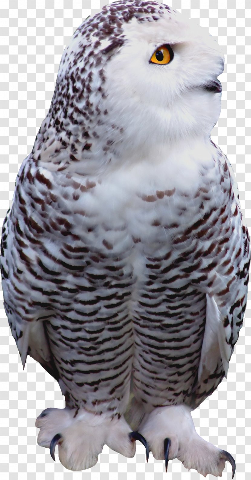 Little Owl Bird Of Prey - Feather Transparent PNG