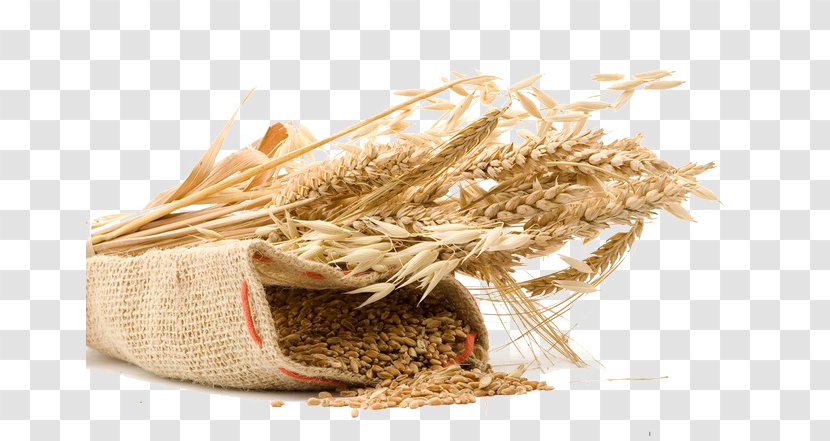 High-maltose Corn Syrup Food Cereal Wheat - Grass Family - Paddy Pictures Transparent PNG