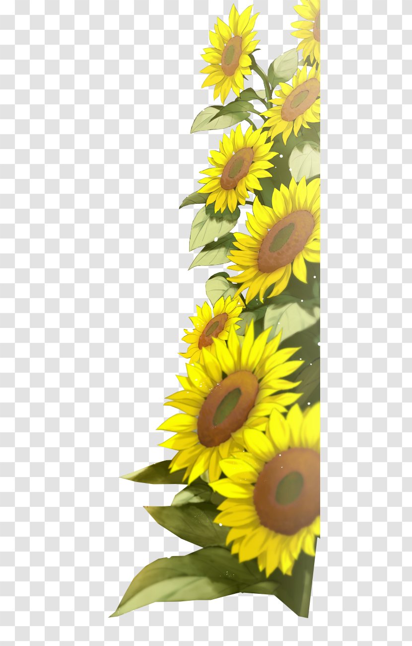 Common Sunflower Han Sang-hwan Im Sang-mi Baek Jung-ki - Plant Transparent PNG