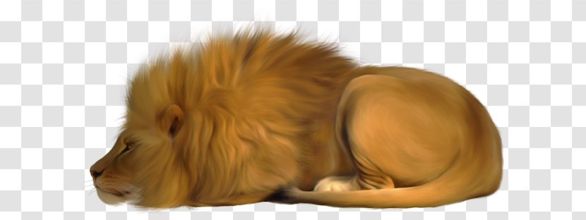 Lion Puppy Felidae Leopard Cat - Hand-painted Golden Transparent PNG