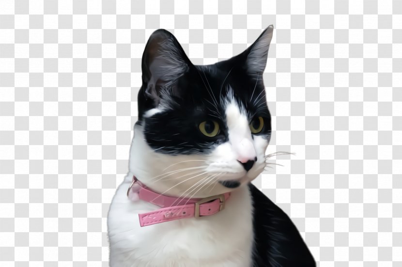 Bow Tie - Snout American Wirehair Transparent PNG