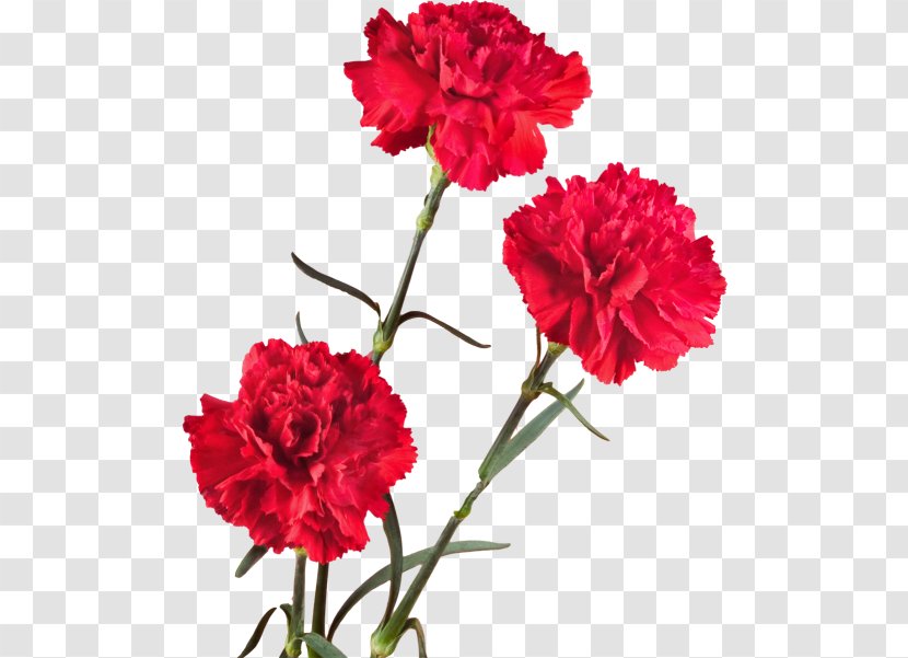 Carnation Cut Flowers Plant Stem Petal - Rengarenk Transparent PNG