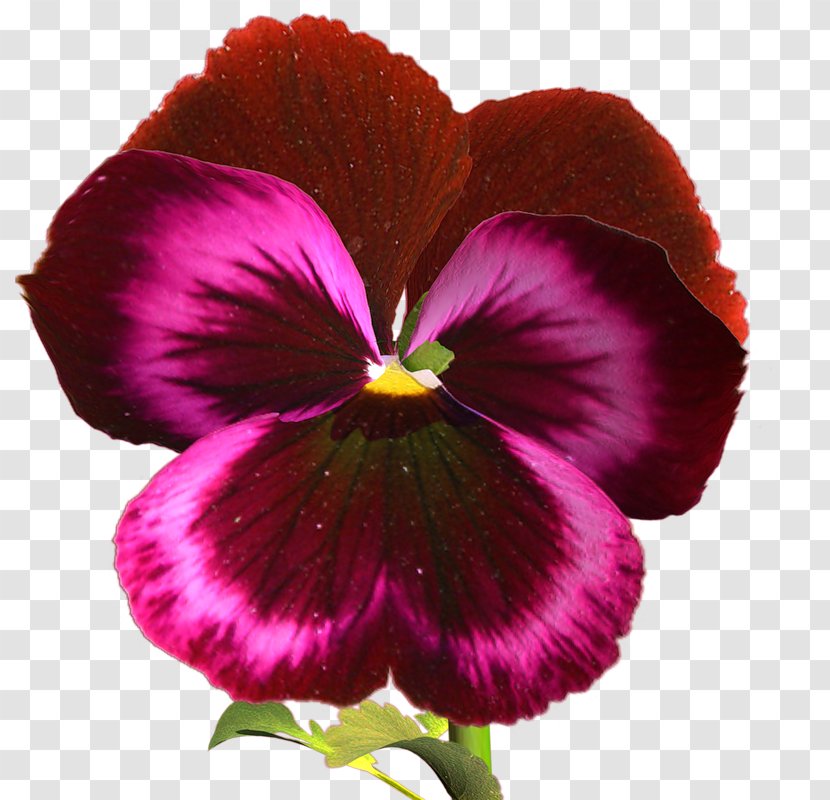Pansy Lossless Compression Clip Art - Plant - Flower Transparent PNG