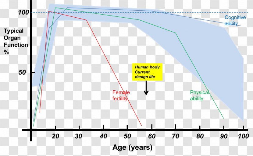 Line Point Angle Diagram - Human Aging Transparent PNG
