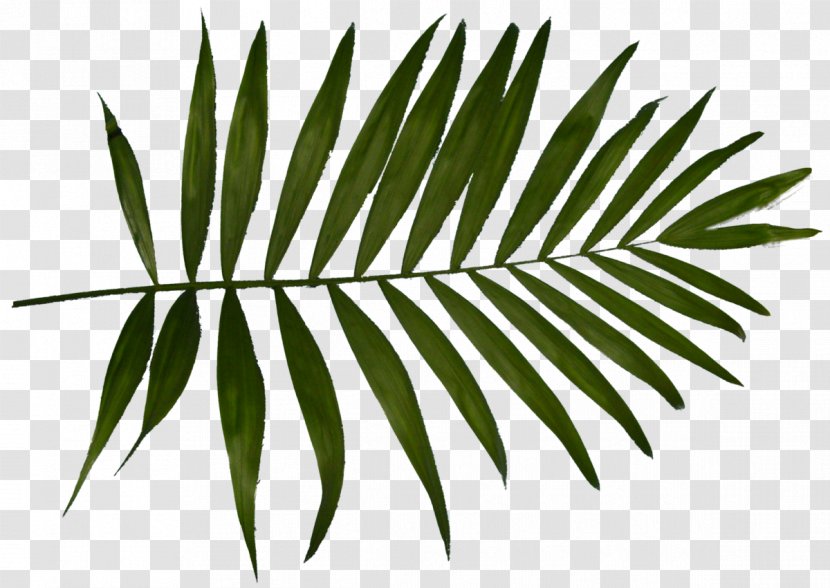 Arecaceae Hi Brow Beauty Bar Leaf White Plant Stem - Passion - Blink Eyebrow Threading Tinting More Transparent PNG