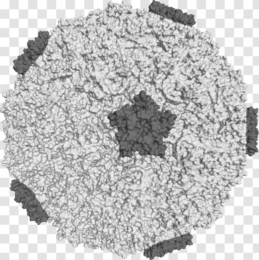 Rhinovirus Common Cold Cure Cause - Long Tail Transparent PNG