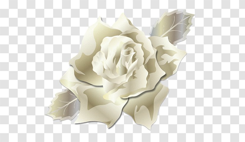 Garden Roses Gardenia Cut Flowers T-shirt - Petal - Damask Rose Transparent PNG