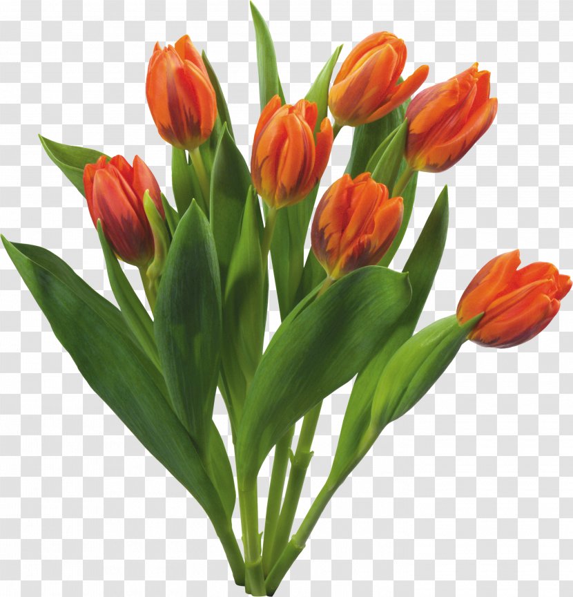 Keukenhof Tulip Flower Bulb Floristry - Cut Flowers - Bouquet Transparent PNG
