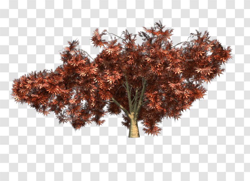 Japanese Maple Twig Red Tree Transparent PNG