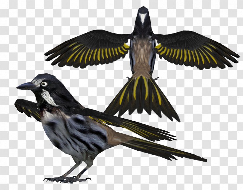 Finch Bird Beak Feather Wing - Fauna - Bohemian Rhapsody Transparent PNG