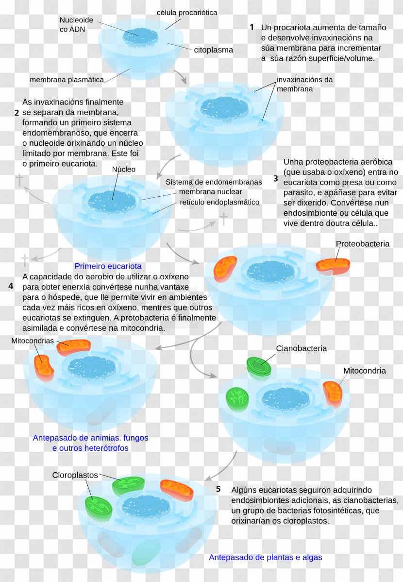 Symbiogenesis Endosymbiont Cell Eukaryote Archaeans - Prokaryote - Mesh Crack Transparent PNG