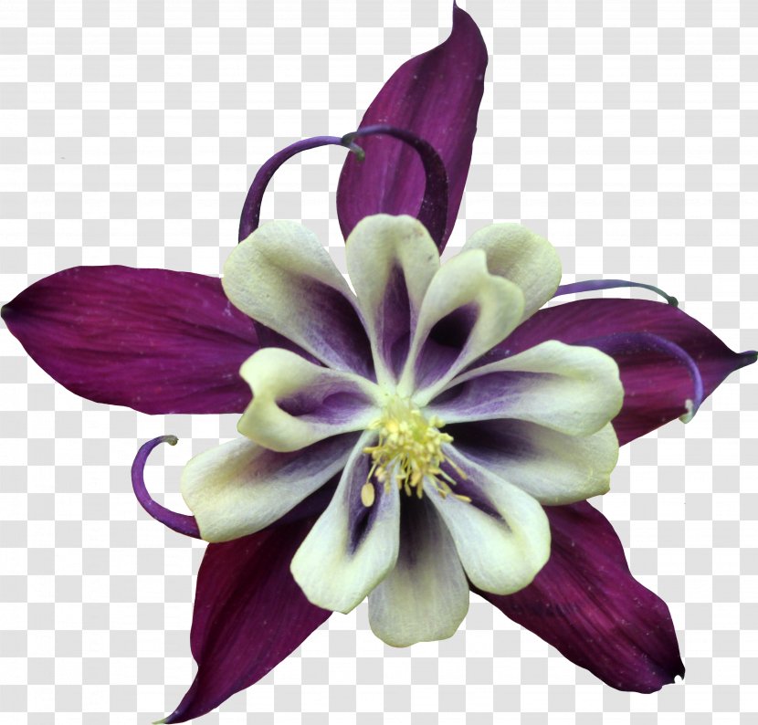 Purple Violet Flower Color - Flowering Plant Transparent PNG