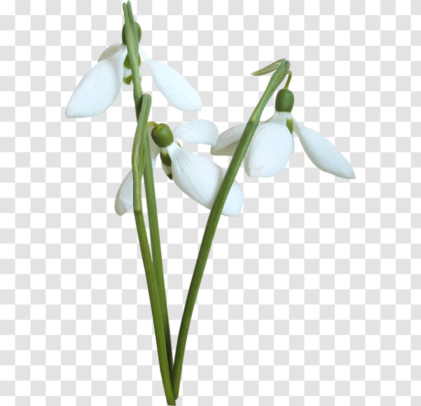 Snowdrop Flower Desktop Wallpaper Clip Art - Baner Transparent PNG