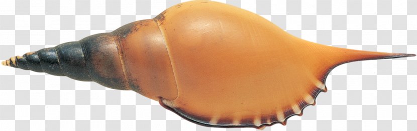 Beach Conch Molluscs - Shells Transparent PNG