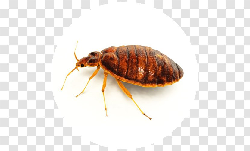 Mosquito Insect Bed Bug Bite Pest Control - Termite Transparent PNG