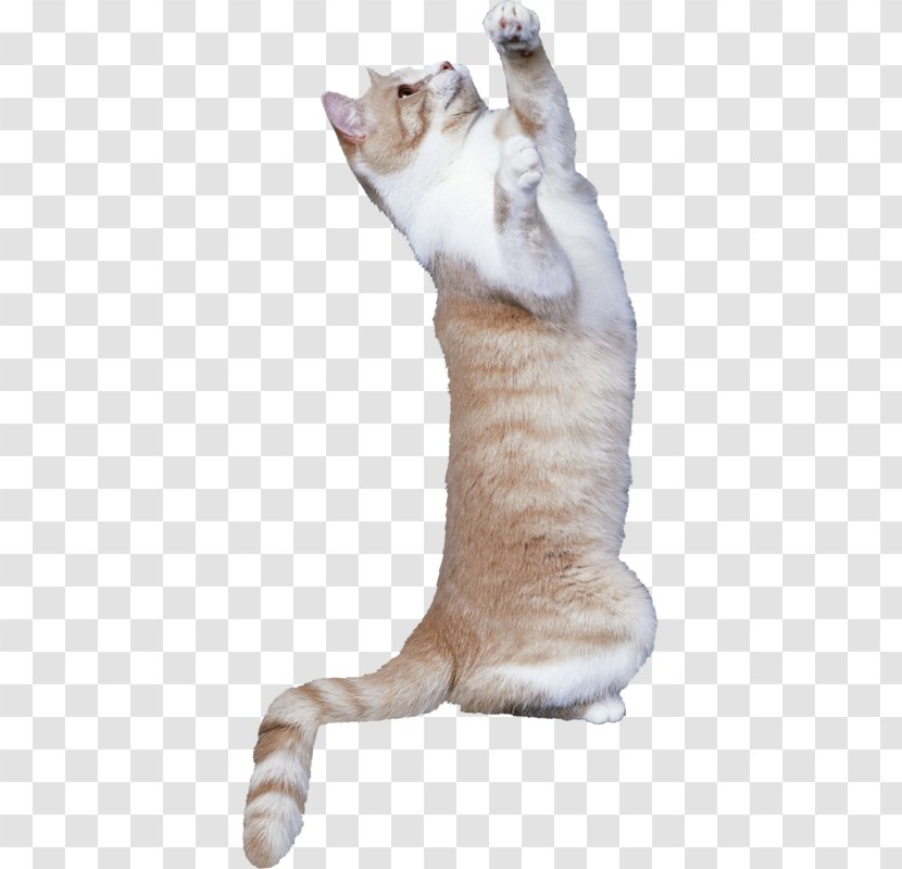 Cat Kitten Mouse Dog Bird - Fauna Transparent PNG