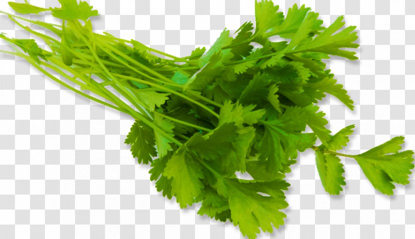 Coriander Vegetable Parsley Fines Herbes Brazilian Cuisine - I Transparent PNG