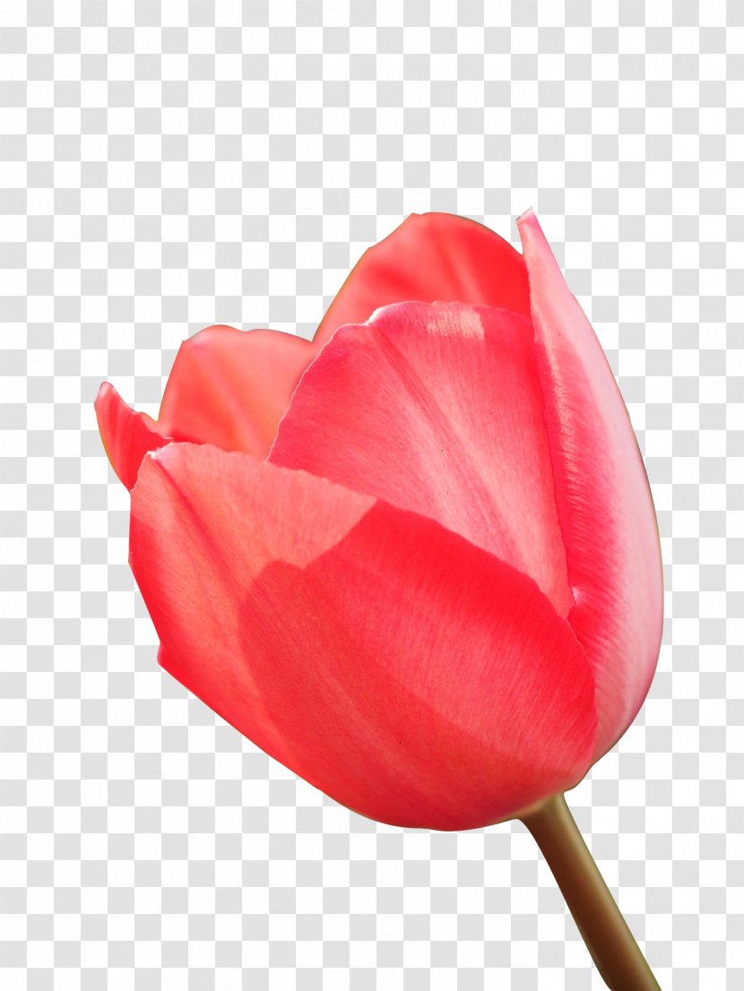 Garden Roses Petal Flower Download - Peach - Tulip Transparent PNG