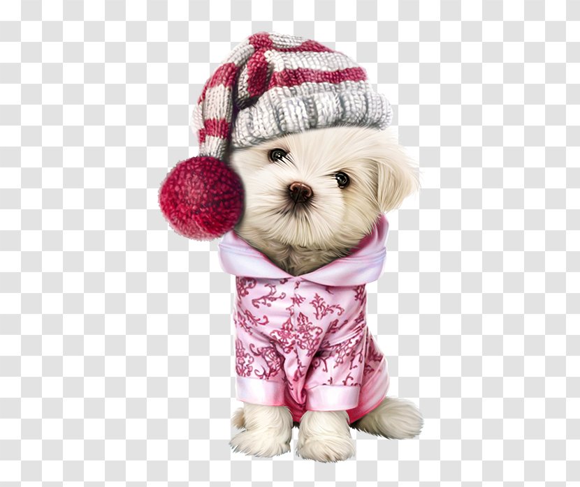 maltese dog clothes