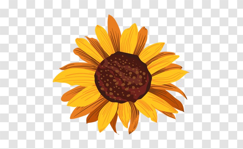 Common Sunflower Seed - Drawing - Leaf Transparent PNG