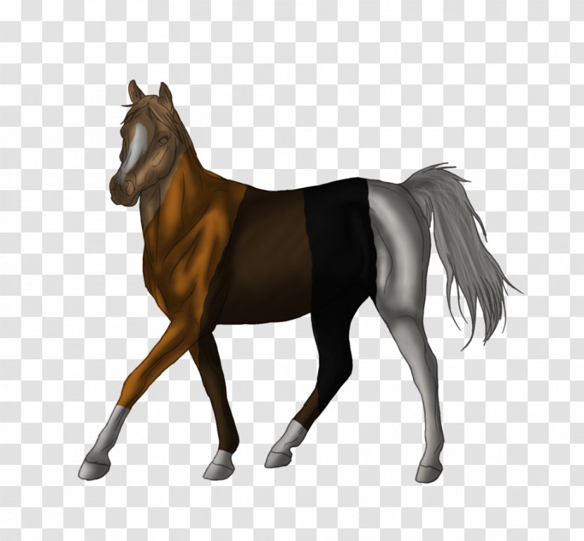 Foal Stallion Mare Mane Halter - Mustang Transparent PNG