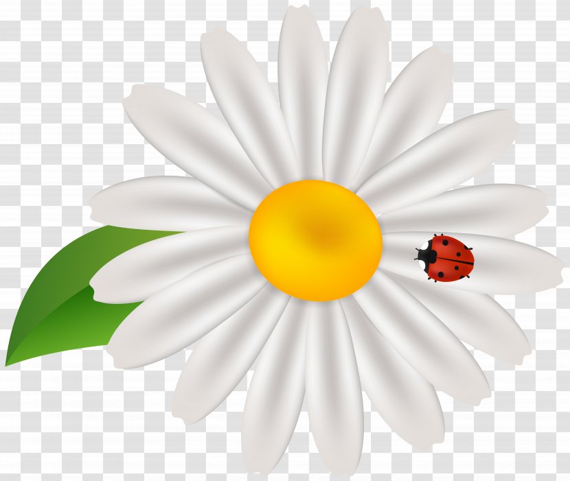 Common Daisy Clip Art - Cartoon - Spring New Transparent PNG