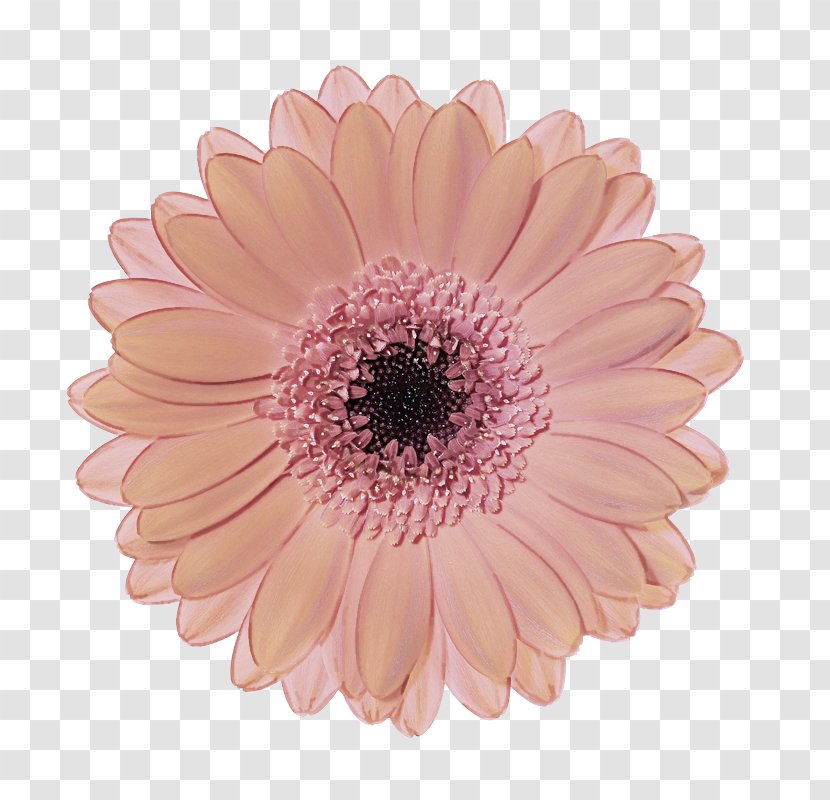 Barberton Daisy Gerbera Flower Pink Petal - Cut Flowers - African Family Transparent PNG