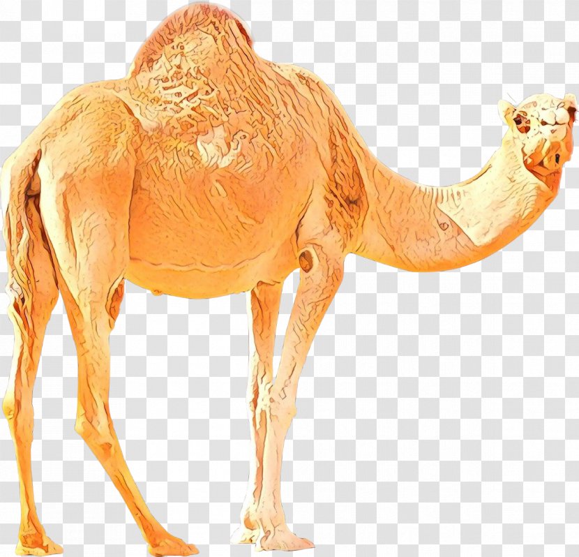 Bactrian Camel Dromedary Desktop Wallpaper Image - Arabian Transparent PNG