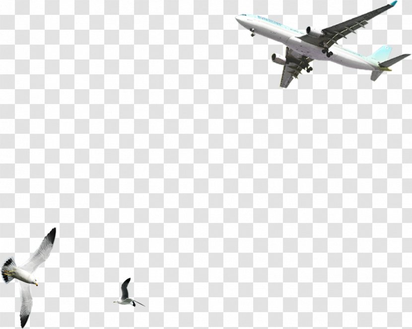 Pousada Bahia Boa Bird Airplane Common Gull - Aircraft Transparent PNG