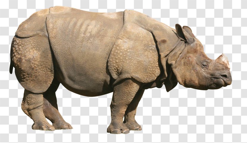 Rhinoceros Clip Art Transparency Image - Terrestrial Animal - Snout Transparent PNG