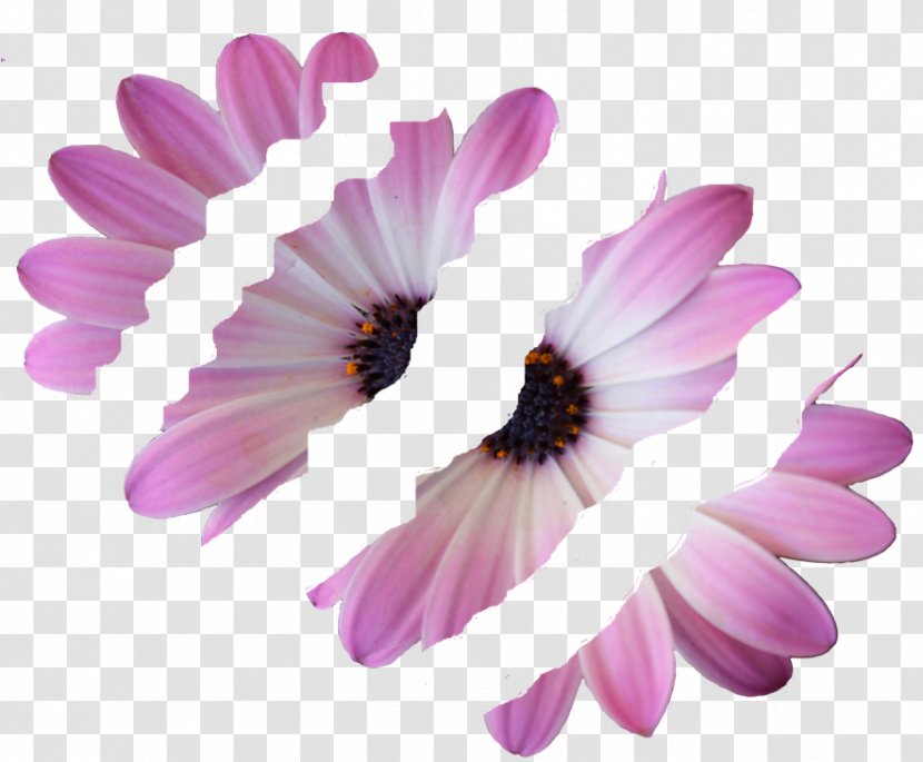 Common Daisy Family Violet Lilac Purple - Petal - Flower Wall Transparent PNG