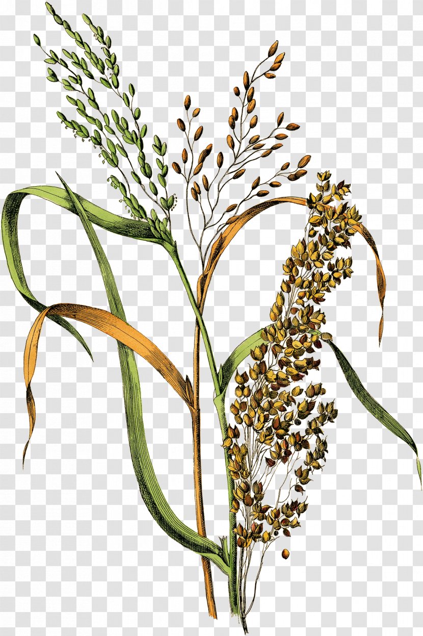 Botanical Illustration Rice Drawing Cereal Millet - Cooked Transparent PNG