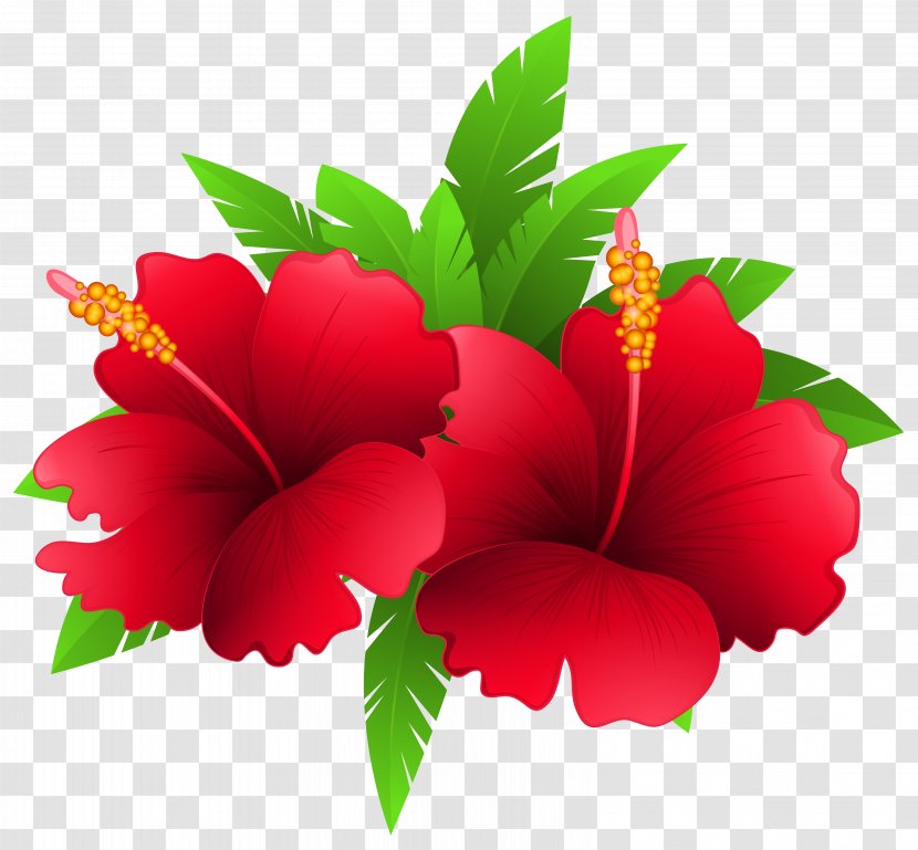 Flower Plant Clip Art - Color - Exotic Flowers And Clipart Image Transparent PNG