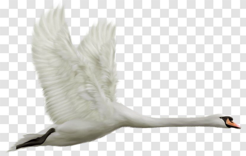 Cygnini Bird Clip Art - Wing - Swan Transparent PNG