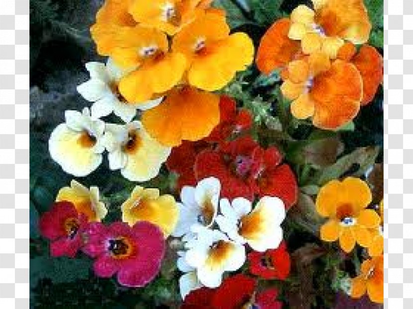 Nemesia Annual Plant Seed Flower - Gardening - Gazania Transparent PNG