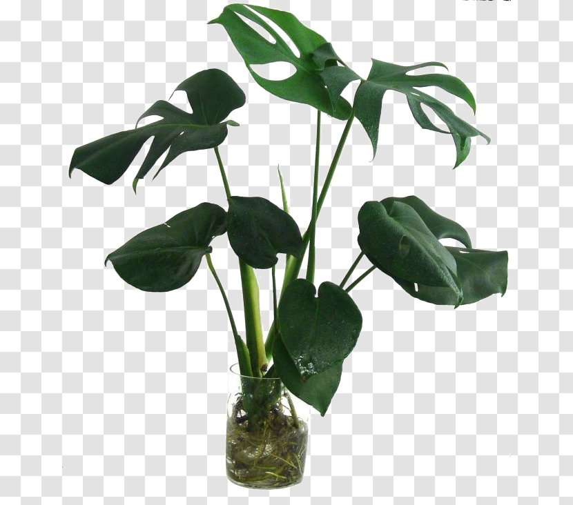 Swiss Cheese Plant Leaf Houseplant Bamboo - Stem - Beautiful Plants Transparent PNG