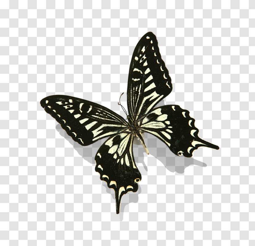 Monarch Butterfly Nymphalidae Clip Art - Brush Footed Transparent PNG