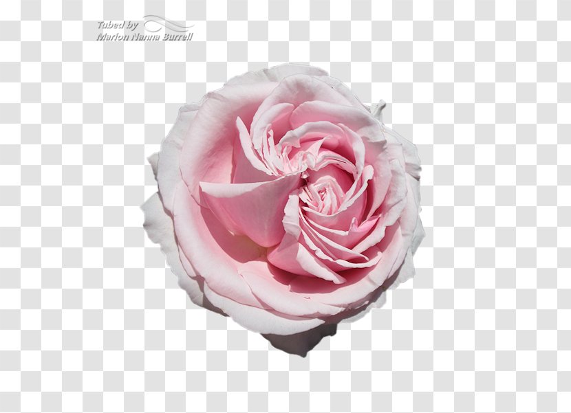 Garden Roses Cabbage Rose Floribunda Moody National Bank Cut Flowers - Roser Transparent PNG