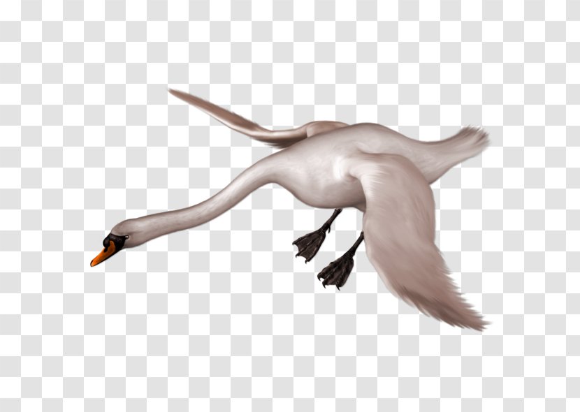 Mute Swan Bird Black Duck Goose Transparent PNG