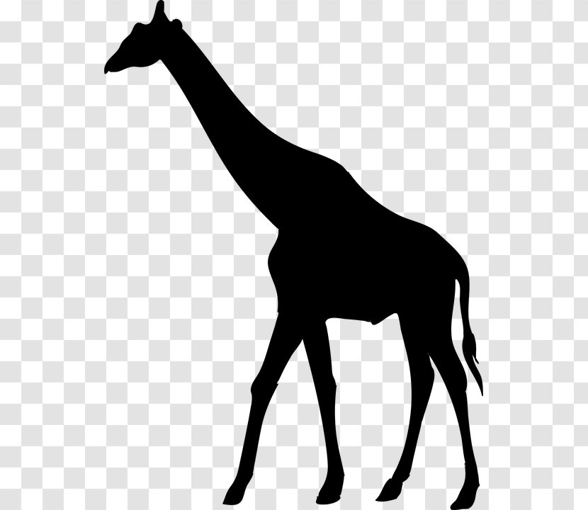 Silhouette Royalty-free West African Giraffe - Stock Photography Transparent PNG