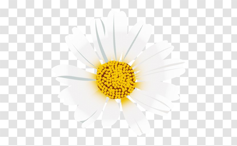 Daisy - Oxeye - Petal Transparent PNG