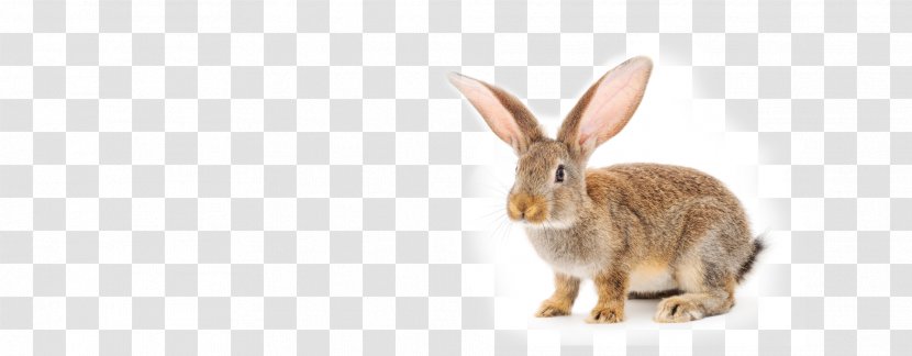 Domestic Rabbit Hare Wildlife New England Cottontail - Mammal Transparent PNG