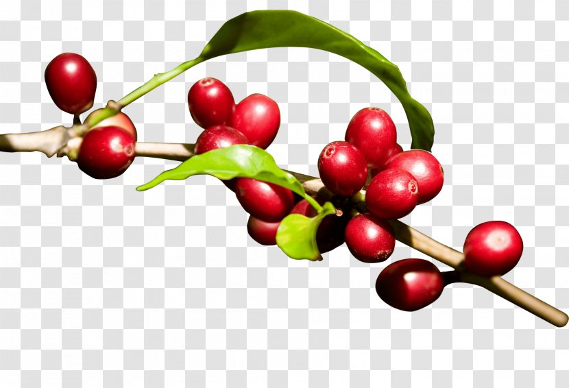 Kona Coffee Energy Drink Arabica Fruit - Production In Indonesia - Black Beans Transparent PNG
