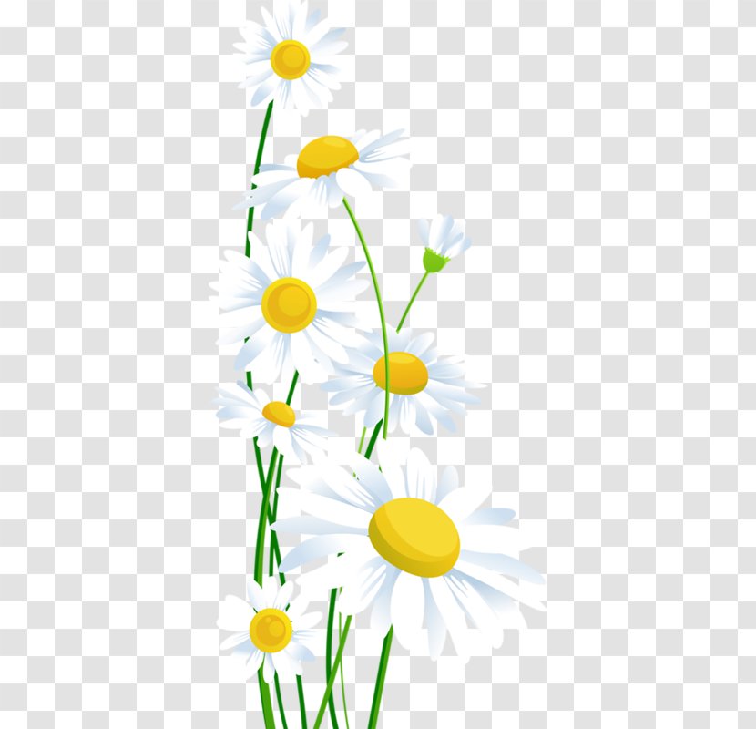 Clip Art Common Daisy Openclipart Image Oxeye - Flower - White Transparent PNG