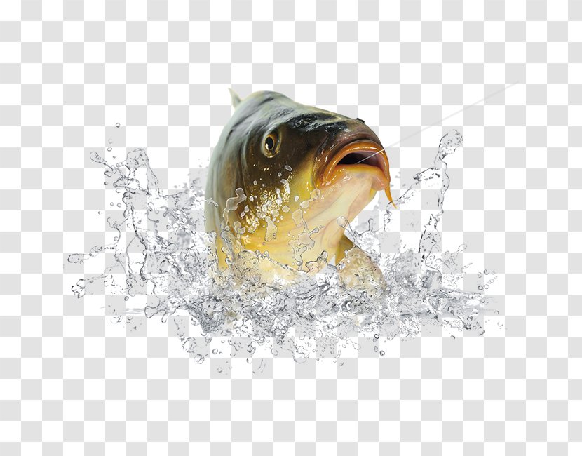 Fish Icon - Bait - Hooked Fish,Spray Transparent PNG