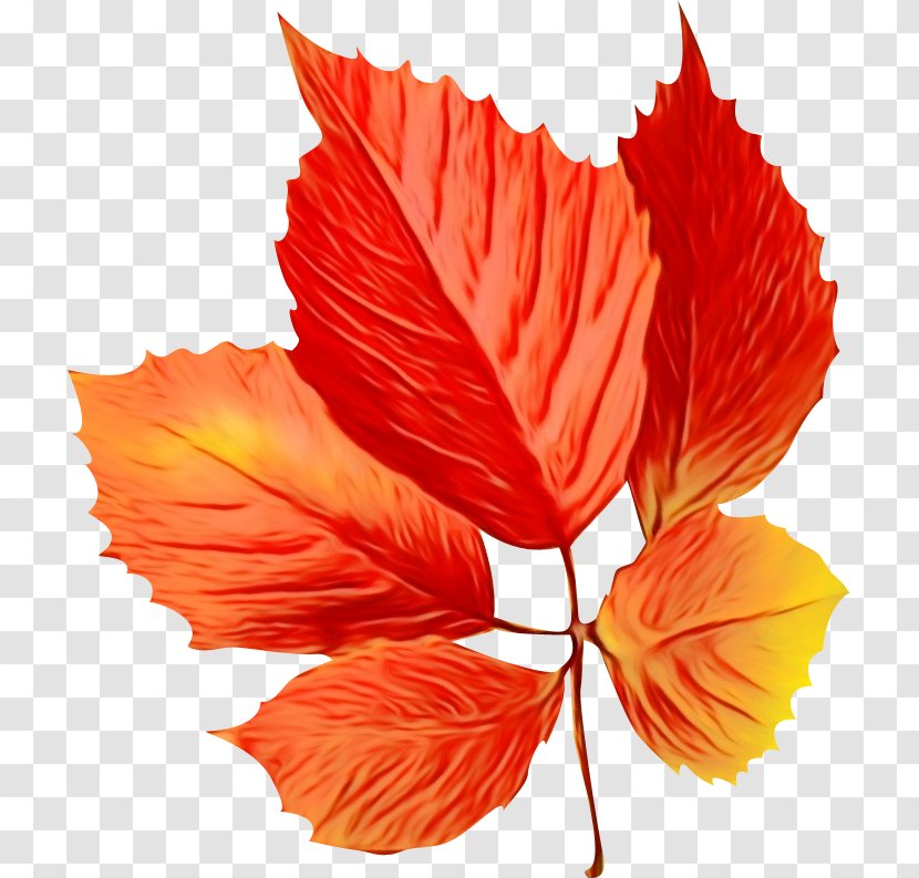 Maple Leaf - Beech - Coquelicot Transparent PNG