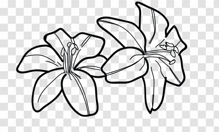 Tiger Lily Drawing Line Art Flower - Painting - Draw Transparent PNG
