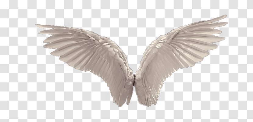 Clip Art - Bird - Angel Feathers Transparent PNG
