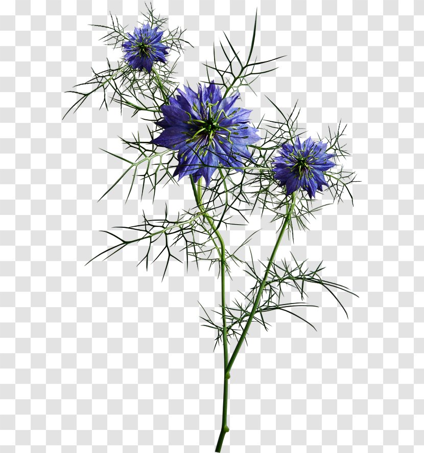 Wildflower - Painting - Flower Transparent PNG