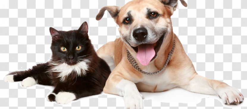 Dog Cat Pet Insurance Trupanion - Companion Transparent PNG